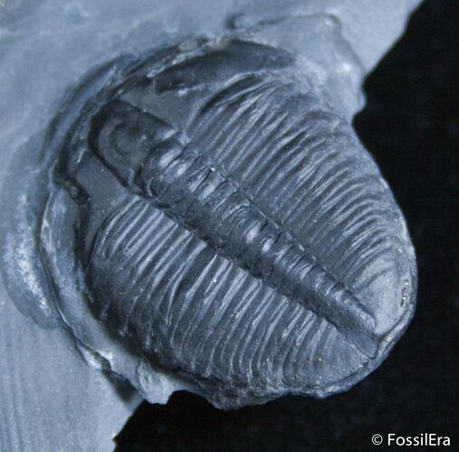 / Inch Elrathia Trilobite In Matrix - Utah #2477